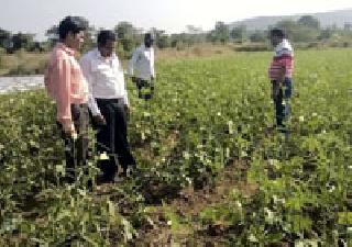 Crop Surveys: | पिकावरील किडीची पाहणी :