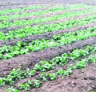 Dissipation of the disease due to inclement weather | कुंद वातावरणामुळे रोगाचे सावट Dissipation of the disease due to inclement weather | कुंद वातावरणामुळे रोगाचे सावट