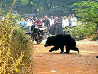 Appearance of bears: | अस्वलाचे दर्शन : Appearance of bears: | अस्वलाचे दर्शन :