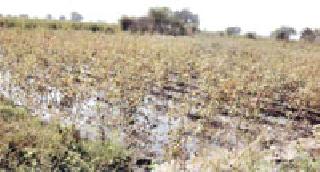 13 farmers lose their crop in 65 acres | १३ शेतकऱ्यांचे ६५ एकरातील तुरीचे पीक नष्ट