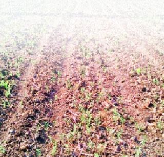 Wheat sowing extends | गव्हाच्या पेरण्या लांबल्या Wheat sowing extends | गव्हाच्या पेरण्या लांबल्या