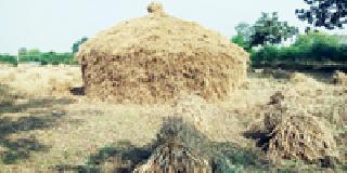 Chana beats: | धानाचे पुंजने :