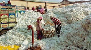 Rohan's cotton rolled up | रोहण्याचा कापूस चालला आर्वीत