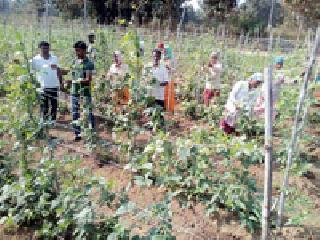 Net profit of 10 lakhs earned through agriculture | शेतीतून मिळवितात १० लाखांचा निव्वळ नफा