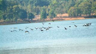 Leap Palettes: | झेप पानकावळ्यांची : Leap Palettes: | झेप पानकावळ्यांची :