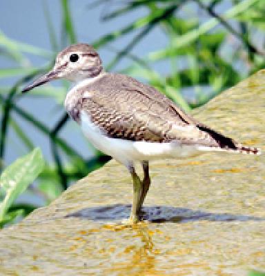 Arrival of foreign visitors to Wardha river water reservoir | वर्धा नदी जलाशयावर होणार विदेशी पाहुण्यांचे आगमन