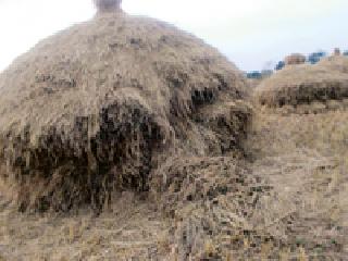 Ranchukaran now spoils rice | रानडुकरांकडून आता धानपुजण्यांची नासाडी