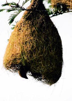 Shirshasan ... | शिर्षासन...