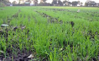 Rabi Bohrala: | रबी बहरला : Rabi Bohrala: | रबी बहरला :