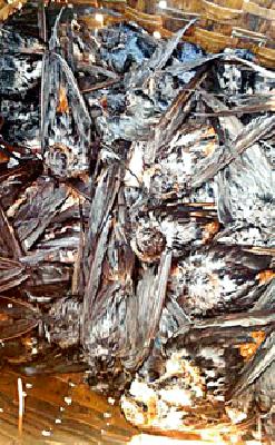 Hundreds of pokery hunting | शेकडो पाखरांची शिकार