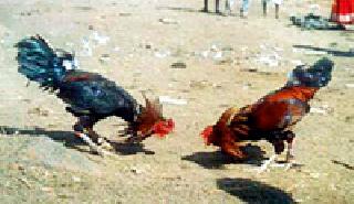 The climbing quickset | कातीच्या कोंबड्यांना चढता भाव The climbing quickset | कातीच्या कोंबड्यांना चढता भाव