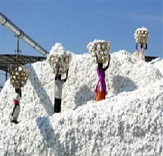 350 trucks of cotton per day in Gujarat | रोज ३५० ट्रक कापूस गुजरातकडे 350 trucks of cotton per day in Gujarat | रोज ३५० ट्रक कापूस गुजरातकडे