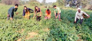 Cutting legumes: | तोडणी शेंगाची : Cutting legumes: | तोडणी शेंगाची :