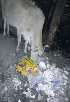 Cows milk nectar poison? | गाईचे दूध अमृत की विष ? Cows milk nectar poison? | गाईचे दूध अमृत की विष ?