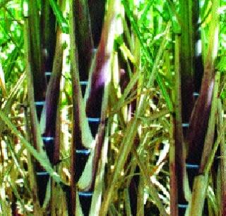 In the sugarcane 'short margin' | ऊसउत्पादक ‘शॉर्ट मार्जिन’मध्ये