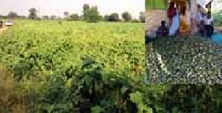 Subhash FULLWALI YANGHAI FARM | सुभाषने फुलविली वांग्याची शेती Subhash FULLWALI YANGHAI FARM | सुभाषने फुलविली वांग्याची शेती