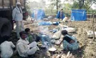 Labor Provider: | मजुरांकडून निवाऱ्याची व्यवस्था :