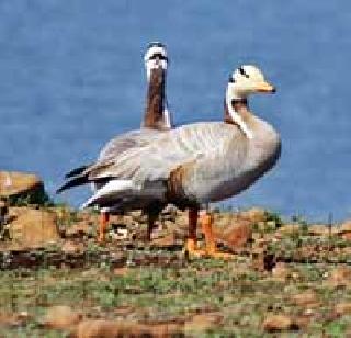 Pond in the Gajabjale district by the winter guests | हिवाळी पाहुण्यांनी गजबजले जिल्ह्यातील तलाव