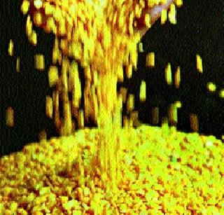 Due to the decline in demand, pulses dropped in the wholesale markets | मागणीत घट झाल्यामुळे ठोक बाजारात डाळी उतरल्या Due to the decline in demand, pulses dropped in the wholesale markets | मागणीत घट झाल्यामुळे ठोक बाजारात डाळी उतरल्या