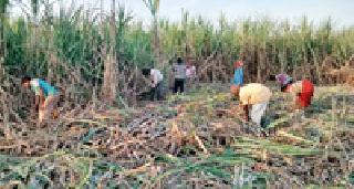 Sugarcane Harvest: | ऊस कापणी :
