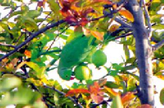 Do not just eat peurus ...! : | खा ना जरा पेरूची फोड...! :