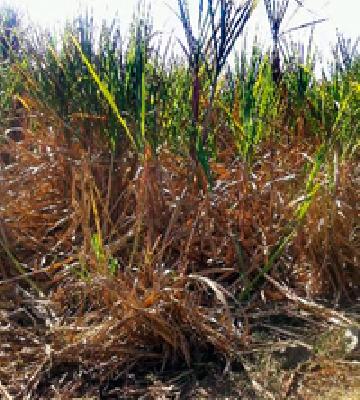 Five lakh tonnes of sugarcane hazard | पाच लाख टन ऊस धोक्यात