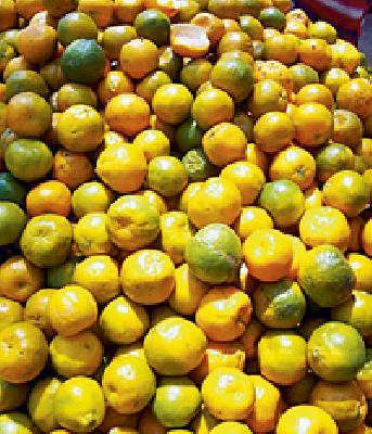 Paradise of Vidarbha Orange Manufacturers | विदर्भातील संत्रा उत्पादकांची परवड