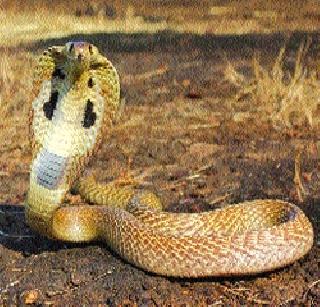 In the district 670 people snake and 2412 people scorpion bite | जिल्ह्यात ६७० जणांना सर्प तर २४१२ जणांना विंचू दंश In the district 670 people snake and 2412 people scorpion bite | जिल्ह्यात ६७० जणांना सर्प तर २४१२ जणांना विंचू दंश