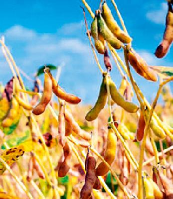 Soybean in arrivals decreased in Nandgaon | नांदगावात सोयाबीनची आवक घटली