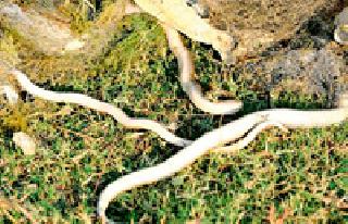 Fishermen's traps are prone to death snakes for snakes | मासेमारांचे जाळे ठरताहेत सर्पांसाठी मृत्यूचे सापळे