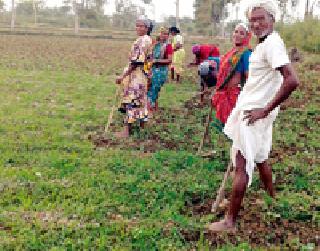 Okra: | भेंडी :