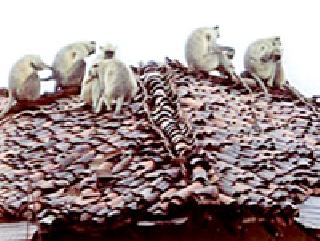 Hundreds of the monkeys naki nine of the villagers | माकडांच्या हैदोसाने गावकऱ्यांच्या नाकी नऊ