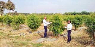 Report of 'Agricultural Tourism' in the district | जिल्ह्याला ‘कृषी पर्यटना’चे वेध