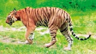 'Those' migrating tigers 'dating' in the Waghmata temple area | ’त्या’ स्थलांतरित वाघाची वाघामाता मंदिर परिसरात 'साईटिंग' 'Those' migrating tigers 'dating' in the Waghmata temple area | ’त्या’ स्थलांतरित वाघाची वाघामाता मंदिर परिसरात 'साईटिंग'