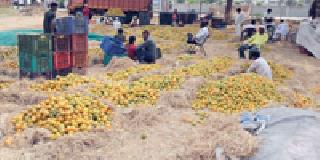 Orange arrivals increased ... | संत्र्याची आवक वाढली...