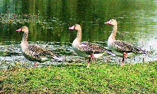 Twenty years after arrival of 'Osprey Eagle' | ‘ओस्प्रे ईगल’चे वीस वर्षांनंतर आगमन