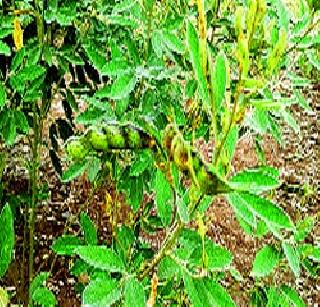 Poor production will fall by up to 60 percent! | तुरीचे उत्पादन घटणार साठ टक्क्यांच्या वर! Poor production will fall by up to 60 percent! | तुरीचे उत्पादन घटणार साठ टक्क्यांच्या वर!