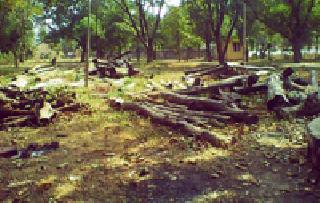 Valuable wood worthless | मौल्यवान लाकूड निरुपयोगी Valuable wood worthless | मौल्यवान लाकूड निरुपयोगी