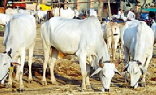 Hundreds of animals in slaughter house | जिल्ह्यातील शेकडो जनावरे कत्तलखान्याकडे Hundreds of animals in slaughter house | जिल्ह्यातील शेकडो जनावरे कत्तलखान्याकडे