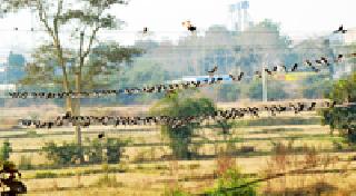 Sparrows full of schools: | शाळा भरली चिमण्यांची :