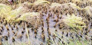 Selling of cash is sold in vain | धानाची कवडीमोल भावात विक्री Selling of cash is sold in vain | धानाची कवडीमोल भावात विक्री