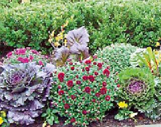 Routine roads in rural areas with colorful flowers | रंगीबेरंगी फुलांनी बहरले ग्रामीण भागातील रस्ते