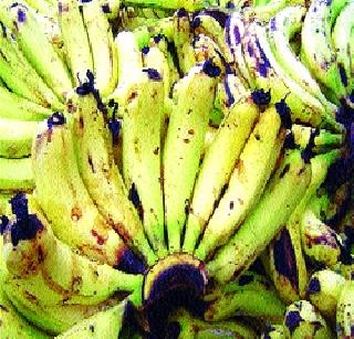 To ban the production of artificial fruits in the state | राज्यात कृत्रिमरीत्या फळे पिकविण्यास बंदी कायम To ban the production of artificial fruits in the state | राज्यात कृत्रिमरीत्या फळे पिकविण्यास बंदी कायम