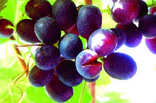 The cold wave continued in the district | जिल्ह्यात थंडीचा कडाका कायम