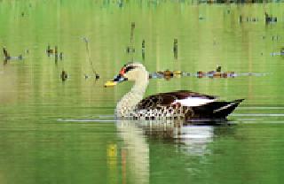 Arrival of migratory birds in Gosikhurd dam | गोसीखुर्द धरणात स्थलांतरित पक्ष्यांचे आगमन