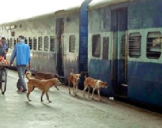 Hedos of uncontrolled dogs ... | बेवारस कुत्र्यांचा हैदोस... Hedos of uncontrolled dogs ... | बेवारस कुत्र्यांचा हैदोस...