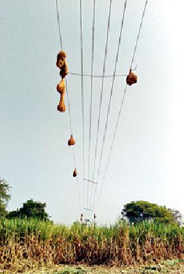 Nesting open | घरटी पडली उघडी...