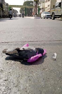 And the plastic took a few moments of a dove! | अन् प्लास्टिकने काही क्षणात घेतला कबुतराचा बळी!