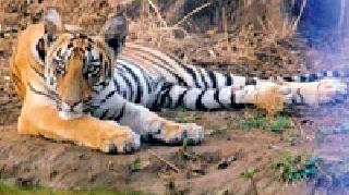 Tigers in the Kothari area | कोठारी परिसरात वाघाचा धुमाकूळ