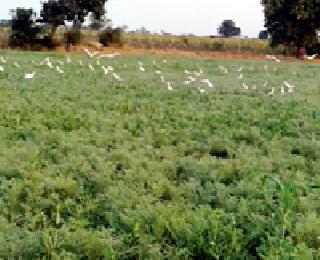 Bird's School: | पक्ष्यांची शाळा : Bird's School: | पक्ष्यांची शाळा :